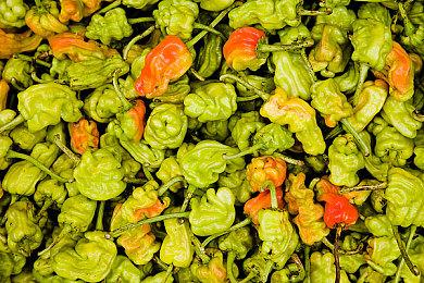 《皮克敏4》开发者访谈 游戏深度与简单玩法如何平衡